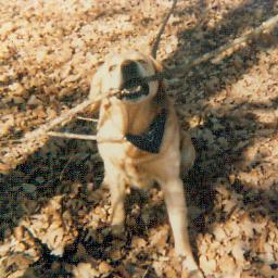 Sticks would only do in the absence of tennis balls, of course!