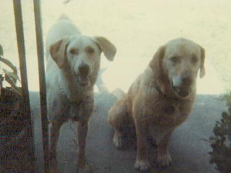 Zeke always had a ball in his mouth, even in his old age on Winlock St., when he hardly had any teeth left. We found a girlfrien