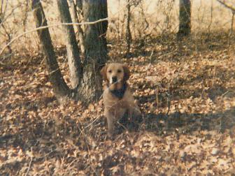 Zeke is waiting patiently, to fetch the ball, of course!