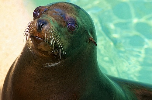 sea lion