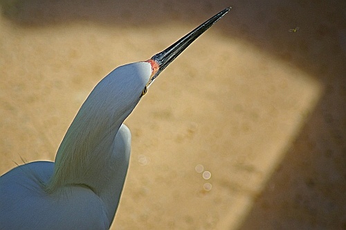 bird