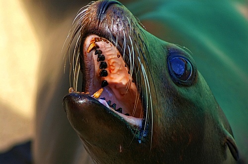 sea lionsea lion