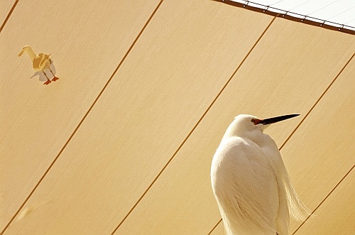 birds