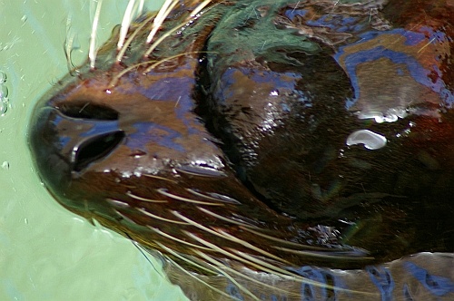 sea lion