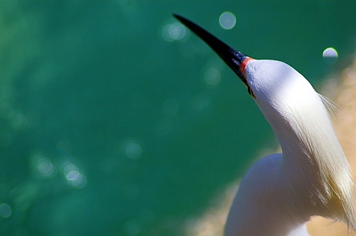bird