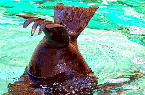 sea lion