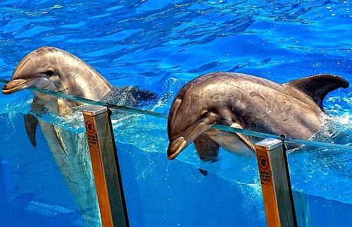 dolphin