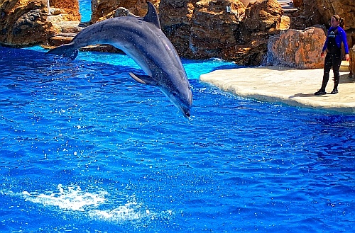 dolphin
