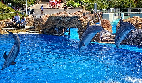 dolphin