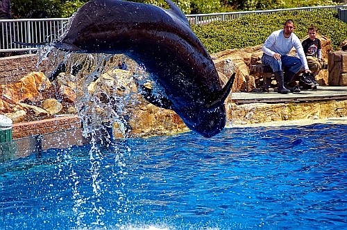 dolphin