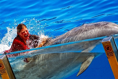 dolphin