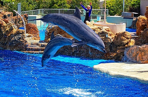 dolphin
