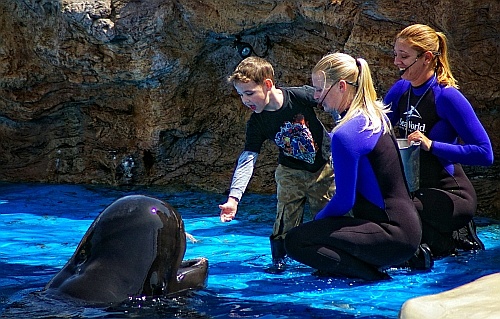 dolphin