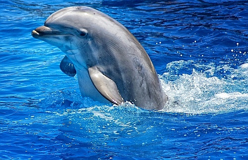 dolphin