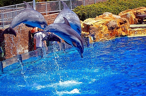 dolphin