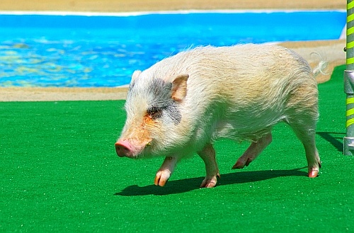 pig at the 'pet's rule' show