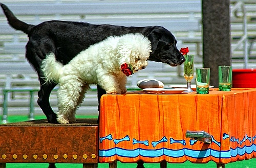 dog at the 'pet's rule' show