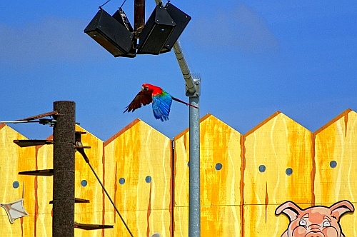 parrot at the 'pet's rule' show