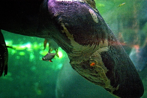 tank at sea world