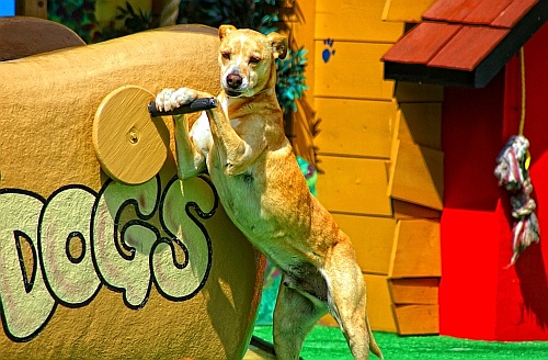 dog at the 'pet's rule' show