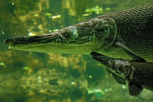 tank at sea world