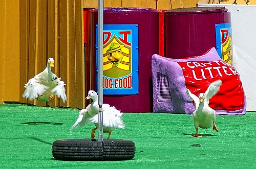 ducks at the 'pet's rule' show