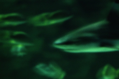 sharks at sea world