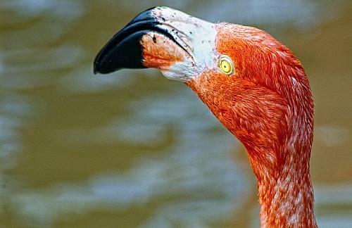 flamingo at sea world