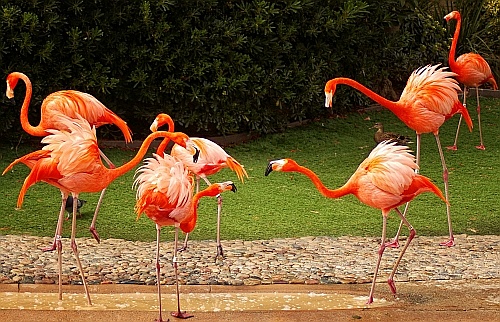 flamingo at sea world
