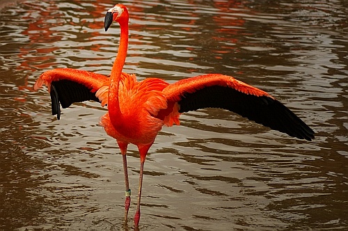 flamingo at sea world
