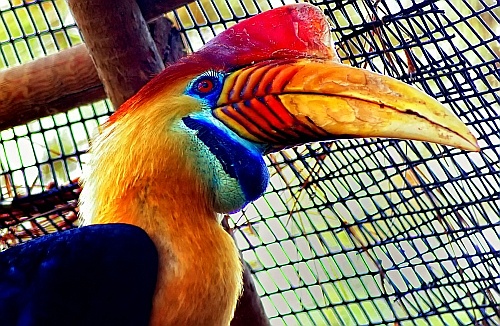 hornbill at sea world