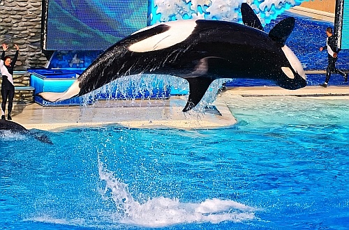 shamu at sea world