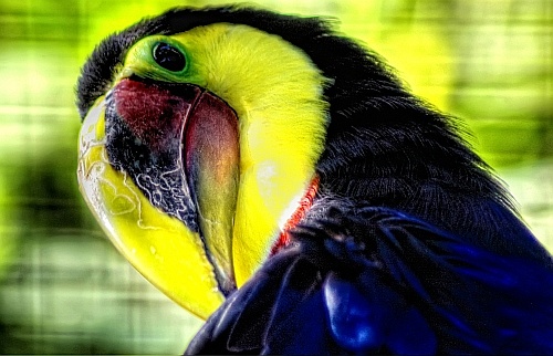 toucan at sea world