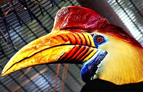 hornbill at sea world
