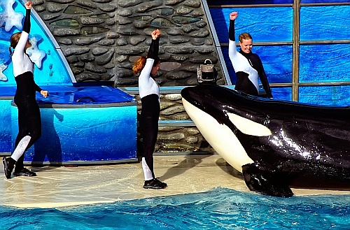shamu at sea world