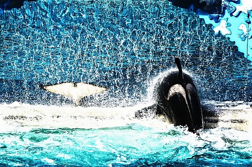 shamu at sea world