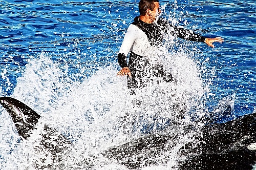shamu at sea world