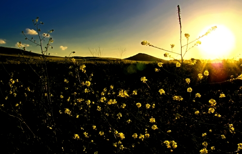 irvine