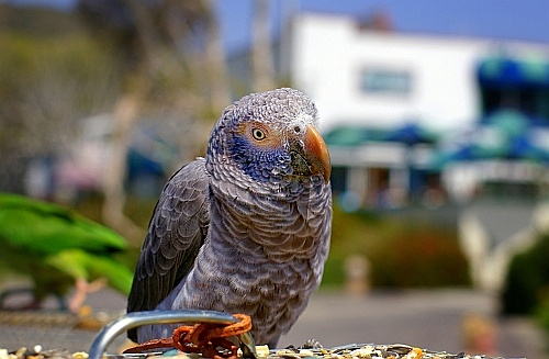 laguna beach