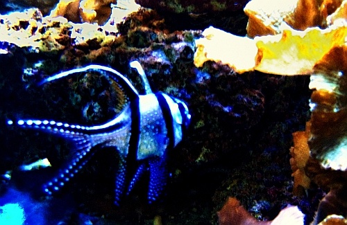 tank at sea world