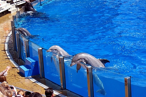 dolphin