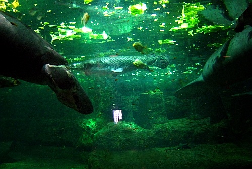 tank at sea world