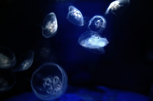 jellyfish at sea world