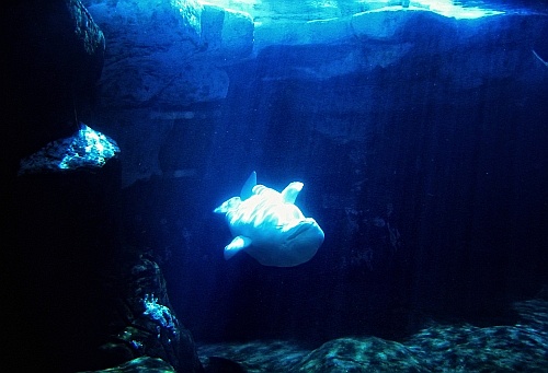 beluga whale
