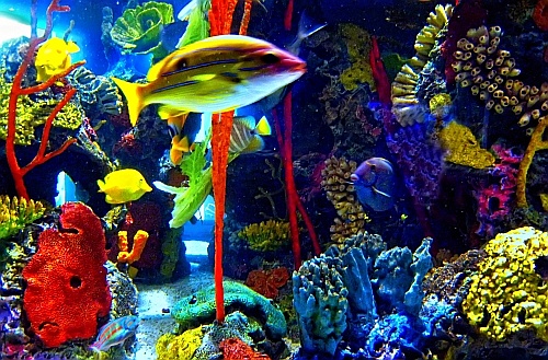 tank at sea world